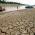 Manaquiri, La peor sequía en más de 40 años está daña la selva tropical más extensa del mundo, Brasil 2009