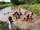 Baño en el  estero